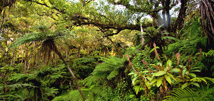 Национальный парк Пик Макайа